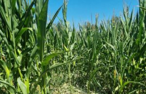 Divlje svinje i suša pustoše parcele i ove godine! Vapaj poljoprivrednika vlast ne čuje ?!