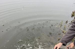 Živinički ribolovci izvršili poribljavanje naših jezera