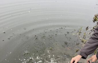 Živinički ribolovci izvršili poribljavanje naših jezera